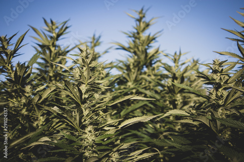 Marijuana Plants Budding in Garden