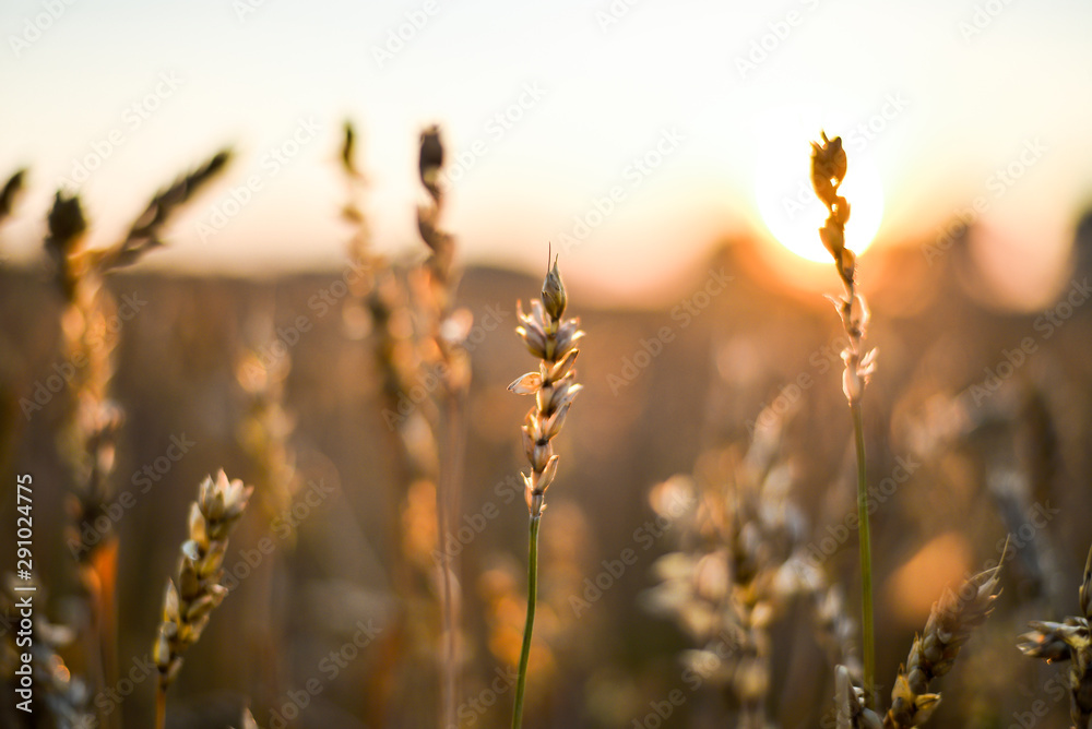 spikelet field at sunset spikelet field at sunset