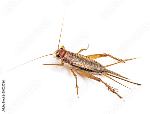 Brown grasshopper isolated on white © lurs