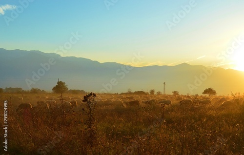 sunset over the field