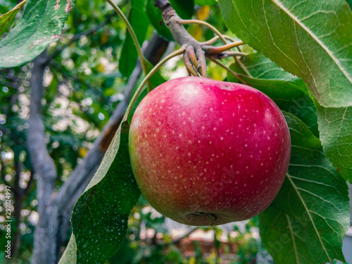 A ripe apple with a red side grows on a tree branch with green leaves on an autumn day.