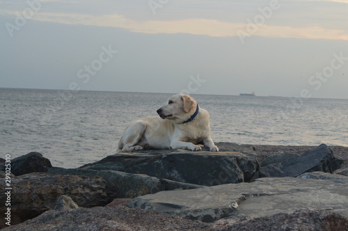 dog on rocky shore at sunset