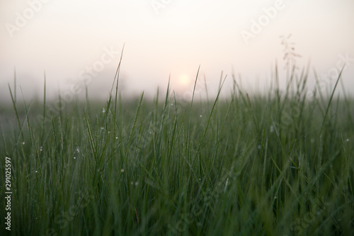 macro long grass at sunrise with dew in a field in gloucestershire photo