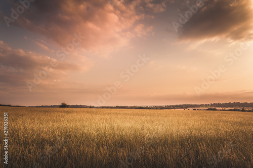 Fotografie, Obraz golden hour sunset with hay field under clouds in gloucestershire