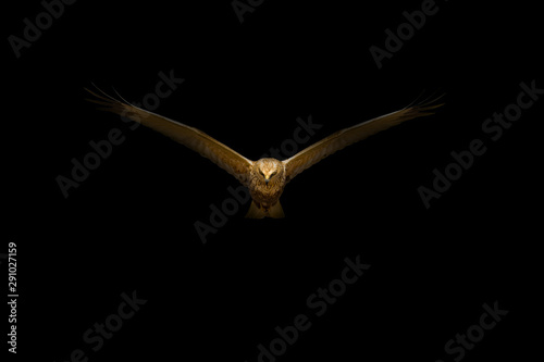 Art in Nature Photography. Spot light and Bird. Black background. Bird: Western Marsh Harrier. Circus aeruginosus.