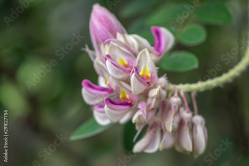  Kan Pai Mahidol flower is a type of vine named Afgekia mahidolae Burtt et Chermsir.A White and purple flower in Thailand. photo