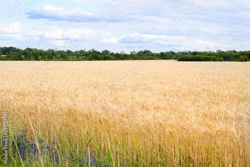 spikelet fields of wheat