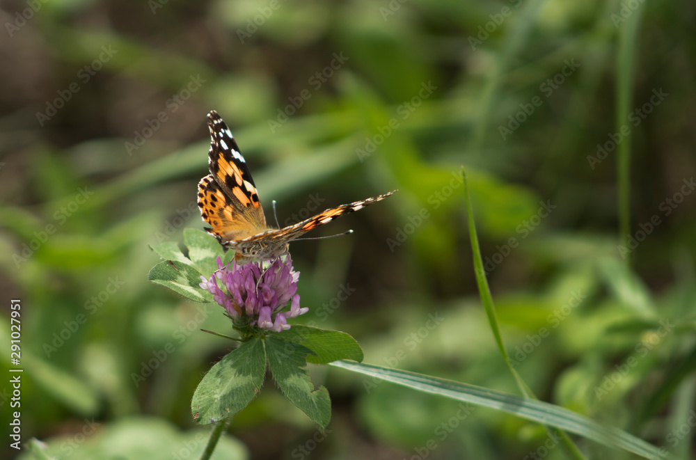 Painted lady butterfly on purple clover flower Painted lady butterfly on purple clover flower
