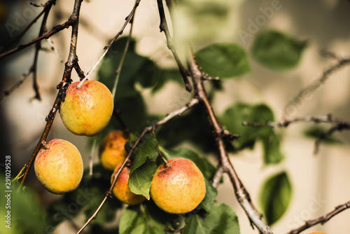 Organic apricots hanging from a tree photo