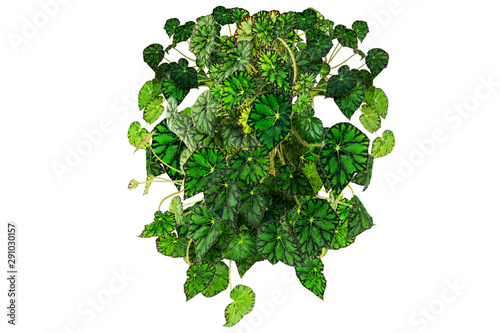 Begonia bowerae evergreen herbaceous plant isolated on white background. Beautiful thick garland for interior design or landscaping. photo