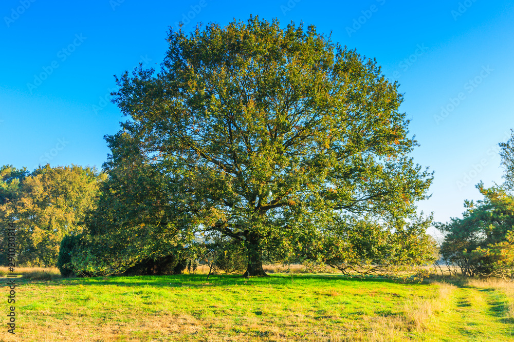National Park Dwingelderveld in the Dutch province of Drenthe is a vast nature reserve in original landscape with mature solitary oak tree in focus as subject
