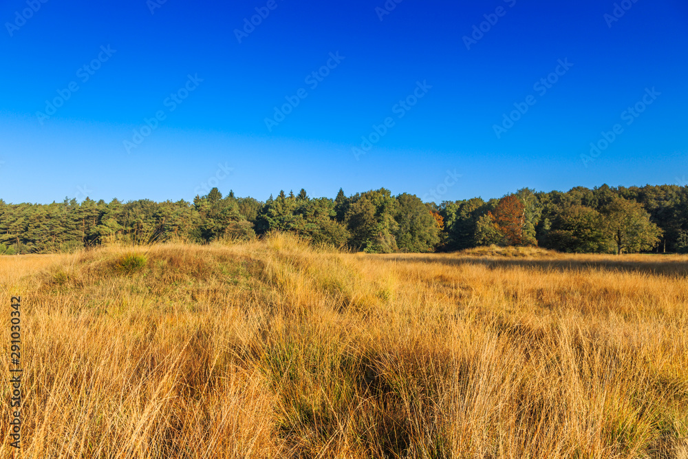 National Park Dwingelderveld in the Dutch province of Drenthe is a vast nature reserve in original landscape with grass with and a grave mound on the left