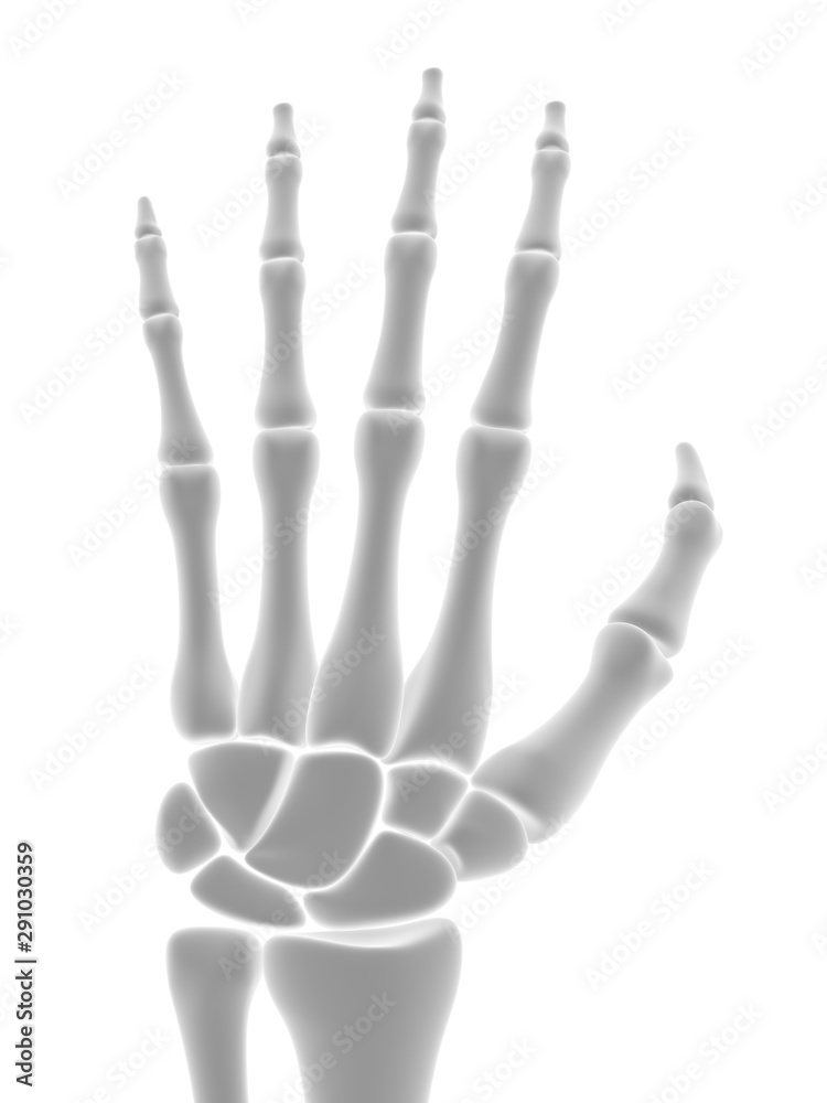 Fototapeta premium The skeletal hand. 3D Illustration.