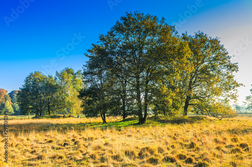 National Park Dwingelderveld in the Dutch province of Drenthe is a vast nature reserve in original landscape with grass paths, birch trees, oaks and the rare wild juniper bush