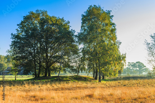 National Park Dwingelderveld in the Dutch province of Drenthe with a group of oak trees and between the remains of German positions from the Second World War