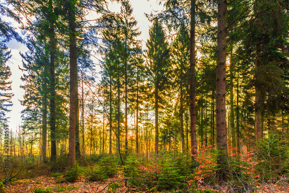 Forest landscape at sunrise in spring photographed against sunlight in warm colors orange and yellow and bright green needles of flared fir trees and hedgerow with withered brown leaves