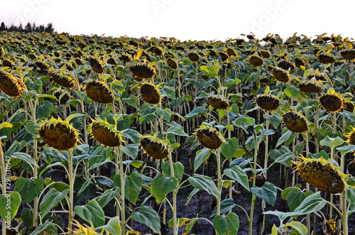 The field of matured sunflower photo