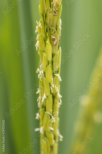 Close up rice plant in green background.Selective focus rice in field.