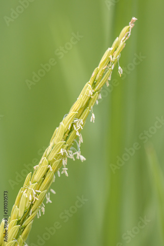 Close up rice plant in green background.Selective focus rice in field.