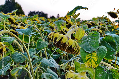 The field of matured sunflower photo