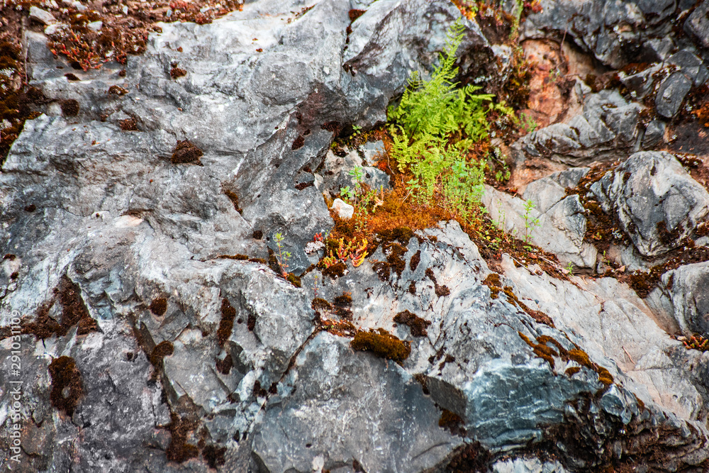 Stone surface with moss and plant, soft focus Stone surface with moss and plant, soft focus