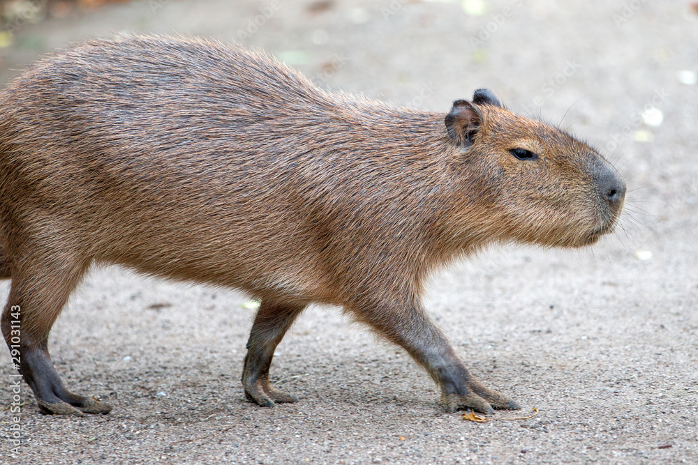 Capybara (Wasserschwein, Hydrochoerus hydrochaeris) Capybara (Wasserschwein, Hydrochoerus hydrochaeris)