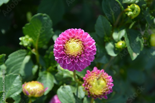 Lila gelbe Dahlie blüht im Sonnenschein