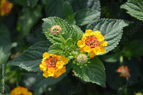 Lantana camara (Wandelröschen) blüht gelb orange