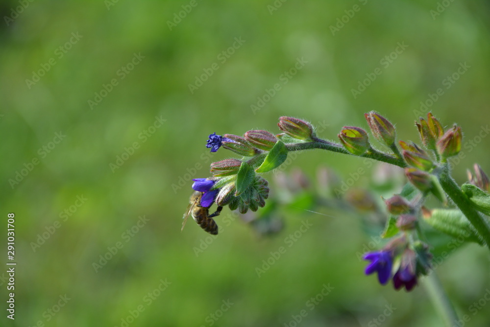 Biene saugt den Blütenstaub aus einer Beinwellblüte Biene saugt den Blütenstaub aus einer Beinwellblüte