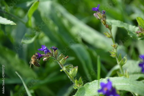 Biene holt sich den Blütenstaub aus der Beinwellblüte