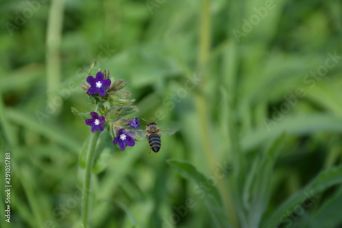 Biene fliegt auf Blüten zu (lila Beinwellblüte)