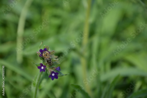 Biene sitzt auf einer Beinwellblüte und saugt den Blütenstaub ein