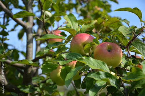 Reife Äpfel am Apfelbaum im Garten