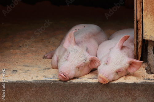 昼寝をする二頭の子豚の写真｜家畜・畜産のイメージ