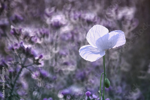 field of white poppies, also called opium. Papaver somniferum photo