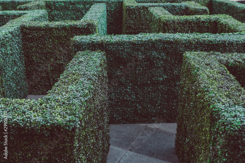 Hedge Labyrinth on stone floor