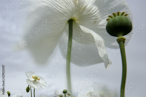 field of white poppies, also called opium. Papaver somniferum photo