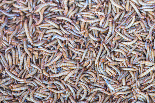 Close up Mealworm larvae for feeding animal.(ex.birds ,fish,repptiles)