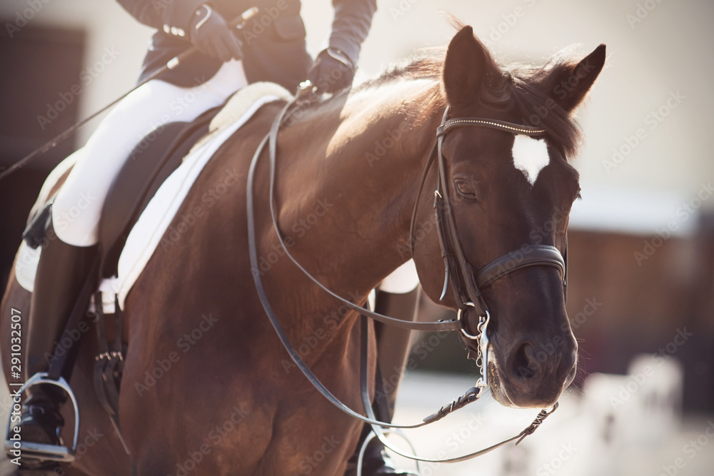 Obraz premium A dark horse with a white patch on his forehead and a rider in the saddle who holds his reins, which is illuminated by sunlight..