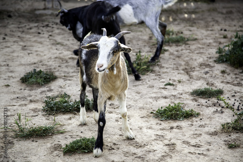 Sheep in pen photo