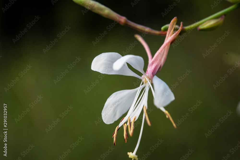 Beeblossom is a beautiful, tall native wildflower and a food source for many pollinators in a moist flatwood meadow habitat Beeblossom is a beautiful, tall native wildflower and a food source for many pollinators in a moist flatwood meadow habitat
