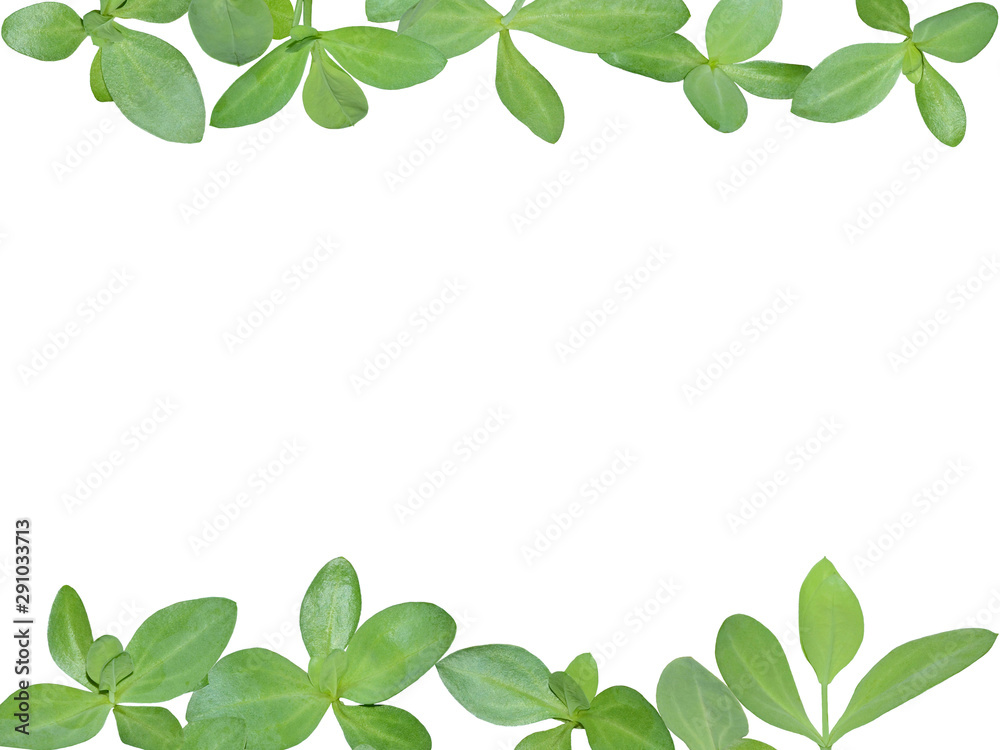 Lisianthus seedlings during vegetative stage in spring on white background. Foliage horizontal border