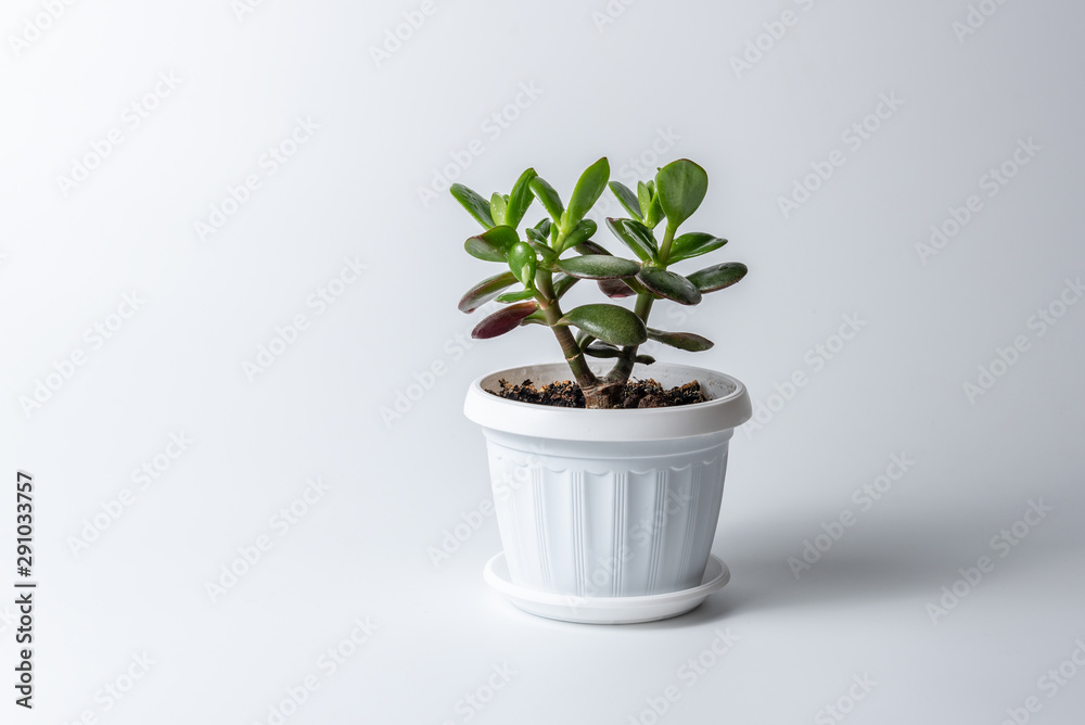 Succulent houseplant Crassula in a pot on white background