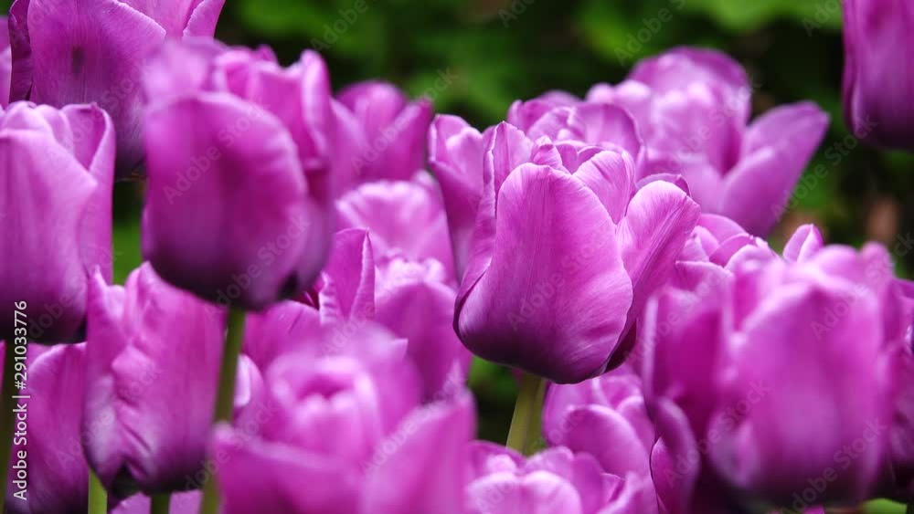 Purple tulips. Field of tulips on a summer day