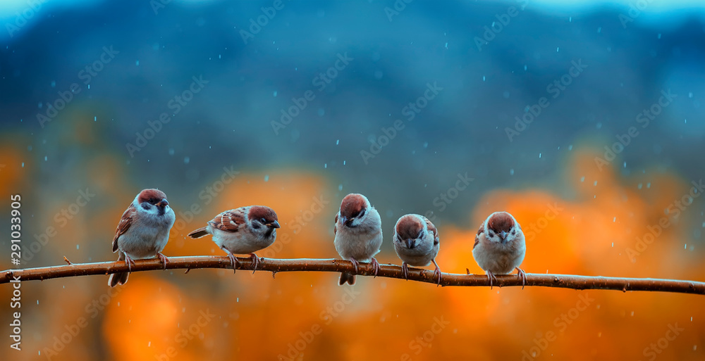 Fototapeta funny many little birds sparrows sitting on a branch in a bright autumn Park under the cold rain