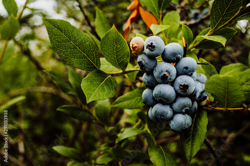 A Bunch of Ripe Blueberries on a Bush photo