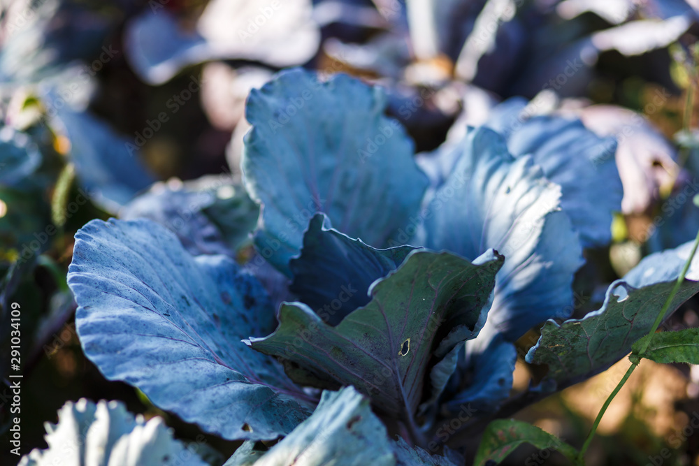 Ill bad cabbage that suffer from disease and insects Stock Photo Adobe Stock