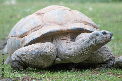 seychelles giant tortoise (Seychellen-Riesenschildkröten, Aldabrachelys, Syn.: Dipsochelys)