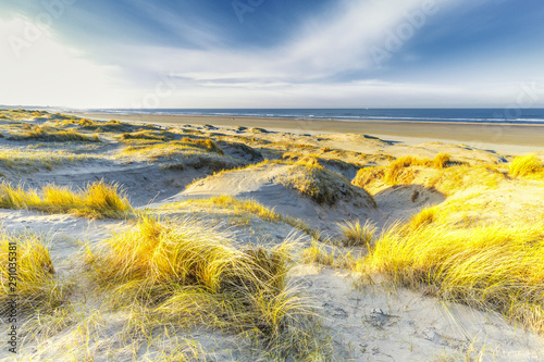 Winters dune landscape at Dutch North Sea beach during early sunrise with golden yellow floodlight on waving Marram grass and dune tops with shadows in the valleys photo