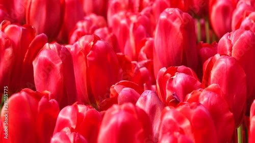 Bright red tulips. Field of tulips at a spring day. Close up photo
